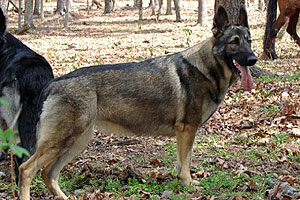 graphic image of dog bite